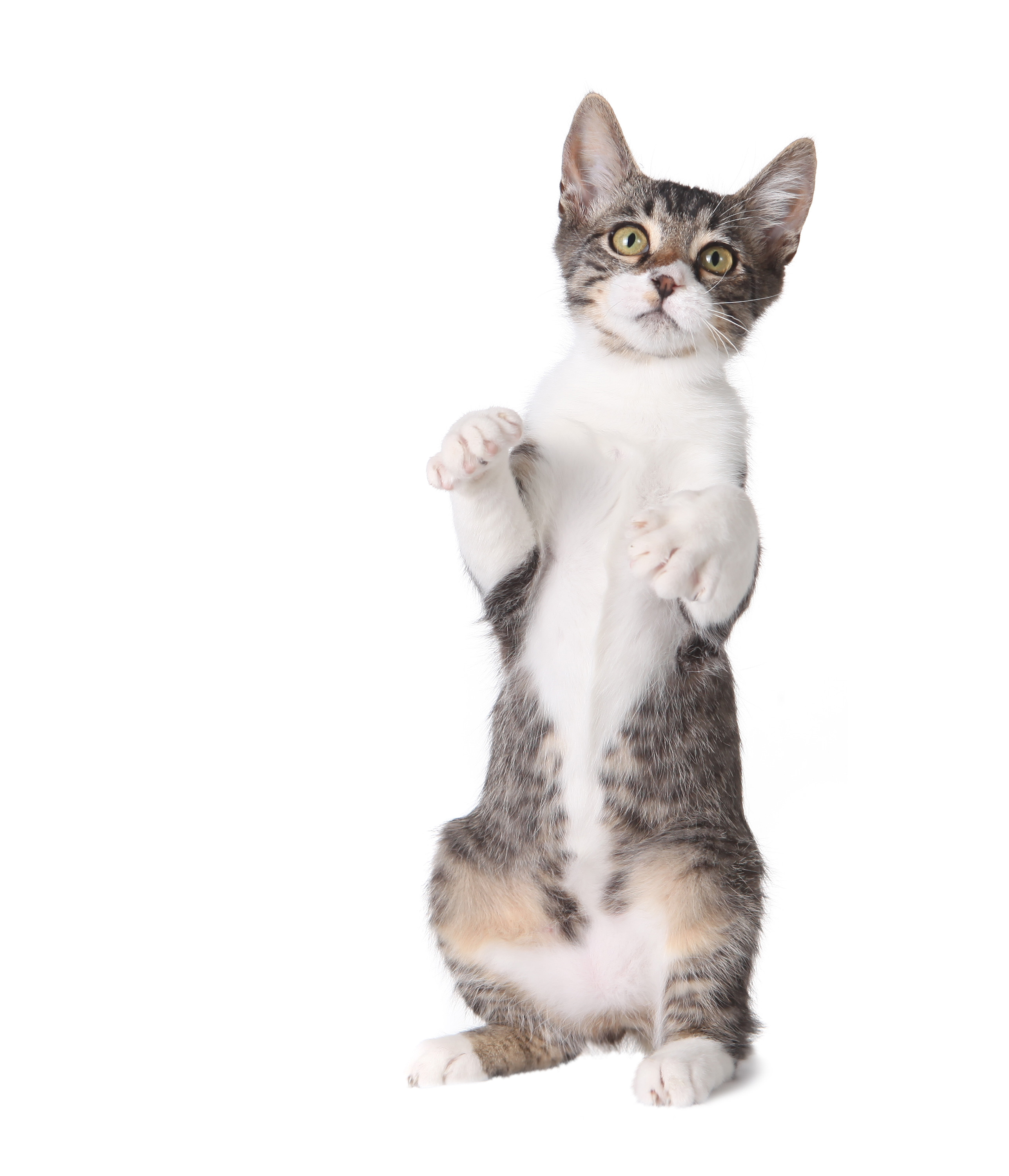 List 94 Wallpaper Pictures Of Cats Standing Up Updated